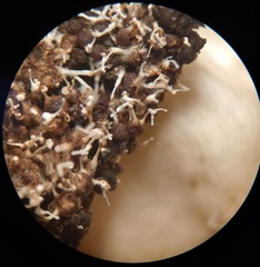 Polycephalomyces tomentosus
