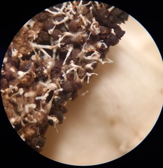 Polycephalomyces tomentosus