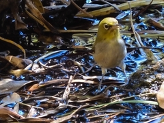 Zosterops lateralis chloronotus