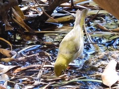 Zosterops lateralis chloronotus