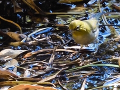 Zosterops lateralis chloronotus