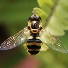 Ischiodon