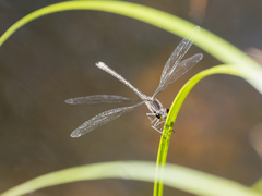 Austroargiolestes icteromelas