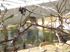 Zosterops lateralis chloronotus