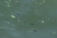 Doboatherina duodecimalis