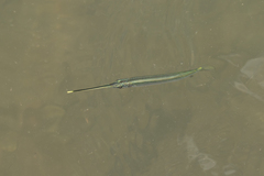 Zenarchopterus gilli