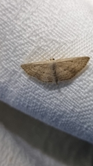 Scopula hypochra