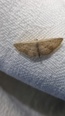Scopula hypochra