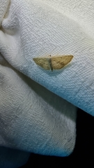 Scopula hypochra