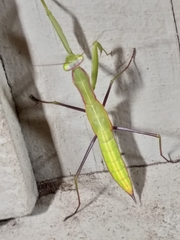 Paramantis sacra