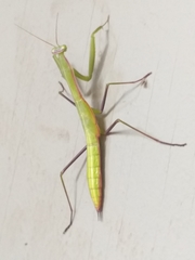 Paramantis sacra