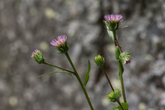 Erigeron schleicheri
