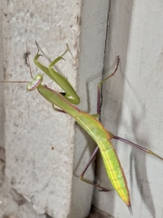Paramantis sacra