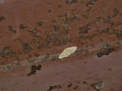 Leptostales terminata