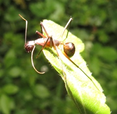 Camponotus etiolipes