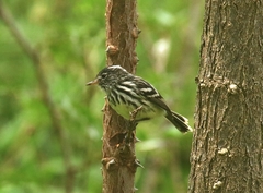 Anairetes reguloides