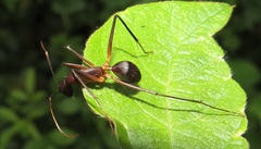 Camponotus etiolipes