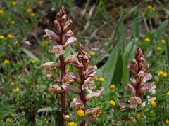 Orobanche artemisiae-campestris