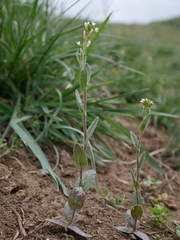 Arabis nova
