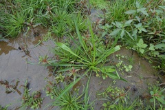 Alisma canaliculatum