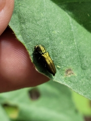 Agrilus lacustris