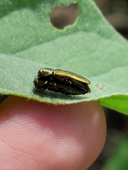 Agrilus lacustris