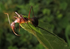 Camponotus etiolipes