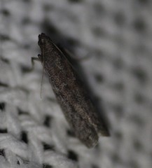 Lepidoptera
