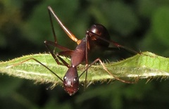 Camponotus etiolipes