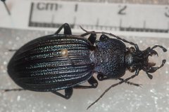 Carabus exaratus