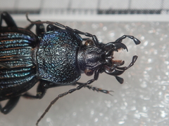 Carabus exaratus