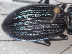 Carabus exaratus