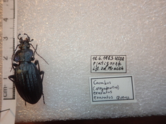 Carabus exaratus