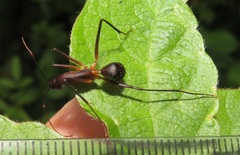 Camponotus etiolipes