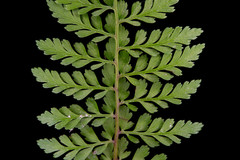 Athyrium minimum