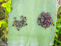 Oncopeltus orourkeae