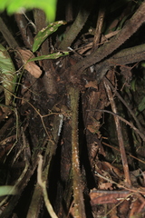 Cyathea horrida