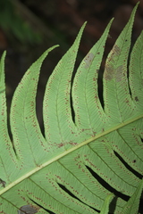Cyathea horrida
