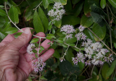 Tarlmounia elliptica