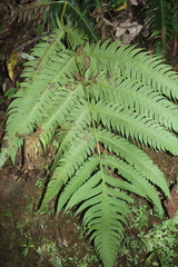 Cyathea horrida