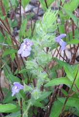 Salvia texana