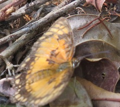 Byblia anvatara acheloia