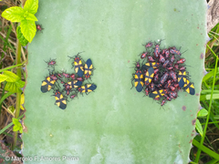 Oncopeltus orourkeae