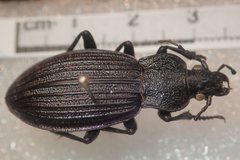 Carabus exaratus