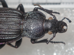 Carabus exaratus