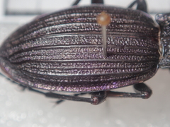 Carabus exaratus