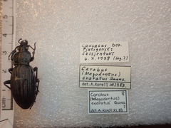 Carabus exaratus