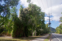 Tarlmounia elliptica