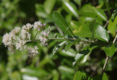 Tarlmounia elliptica