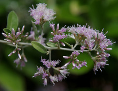 Tarlmounia elliptica